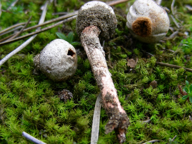 593  Febbraio vecchio ritrovamento